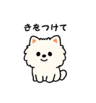 毎日使う連絡・約束・日常語 ポメ君 BIG（個別スタンプ：20）