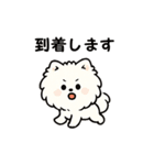 毎日使う連絡・約束・日常語 ポメ君 BIG（個別スタンプ：38）