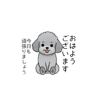 使いやすい長文のトイプードル（敬語）（個別スタンプ：1）