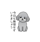 使いやすい長文のトイプードル（敬語）（個別スタンプ：4）