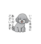 使いやすい長文のトイプードル（敬語）（個別スタンプ：6）