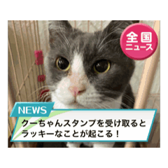 [LINEスタンプ] 元野良猫クーのアニメーションスタンプ 