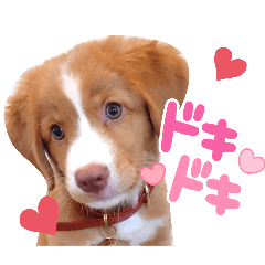 [LINEスタンプ] もちょ！ノヴァ・スタ 2