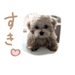 [LINEスタンプ] ここっちゃんの日常