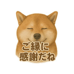 [LINEスタンプ] 柴犬 × ポジティブ思考系