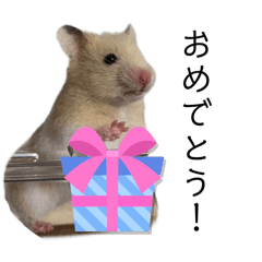 [LINEスタンプ] はむちゃん【hamster、ハムスター】1