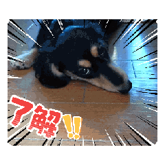 [LINEスタンプ] チョコちゃん  1つ目 