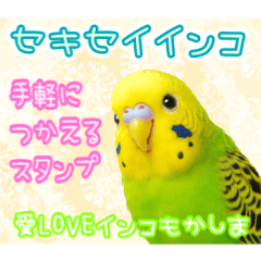 [LINEスタンプ] セキセイインコのお手軽スタンプ