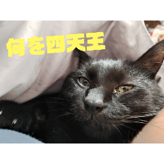[LINEスタンプ] ちょこあずまるかわぇぇぇぇぇぇぇぇぇぇぇ