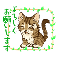 [LINEスタンプ] 『メインクーン』のスタンプ