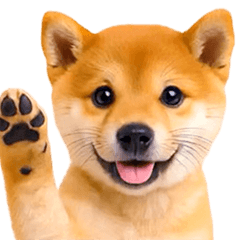 [LINEスタンプ] 飛び出す★わんこ