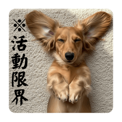 [LINEスタンプ] ミニチュアダックスの生活☕️