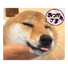 [LINEスタンプ] 柴犬くん。 