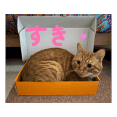 [LINEスタンプ] すみやんちの日常 