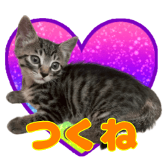 [LINEスタンプ] 保護猫つくねのスタンプ