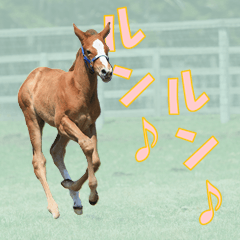 [LINEスタンプ] uma's photo 14