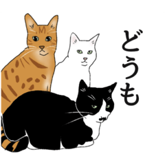 [LINEスタンプ] なかよし3にゃんず(リアル)