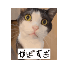 [LINEスタンプ] かわいいハチワレねこのすたんぷ 