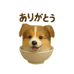 [LINEスタンプ] お茶碗犬 おちゃわんわん コリー