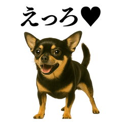 [LINEスタンプ] 【爆笑】興奮するチワワ＠日常会話
