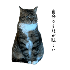 [LINEスタンプ] さかがわにゃんこ(生意気ver.)