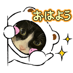 [LINEスタンプ] 飼い猫の