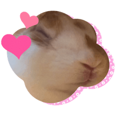 [LINEスタンプ] ハートです。うさぎのフッくん