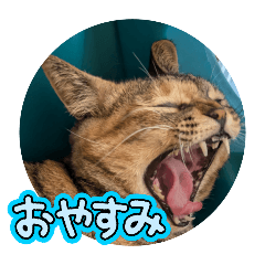 [LINEスタンプ] とら猫まろんと白柴くー