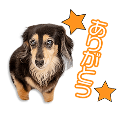 [LINEスタンプ] 與田家のくりちゃん