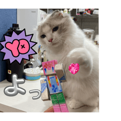 [LINEスタンプ] 白猫もちの日常