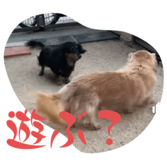 [LINEスタンプ] チロチャ