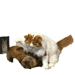 [LINEスタンプ] ねこねこにゃんこにゃんこ