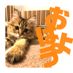 [LINEスタンプ] ペルシャ猫のむぎちゃ