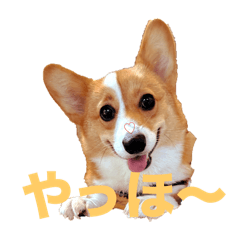 [LINEスタンプ] 向日葵と申します。。