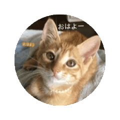 [LINEスタンプ] ネコちゃん茶色と白黒 