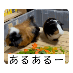 [LINEスタンプ] モルモット家族の動く共感・相槌スタンプ 