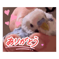 [LINEスタンプ] 動くumiちゃんスタンプ 