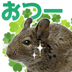 [LINEスタンプ] 毎日つかえる♪デグーのスタンプ