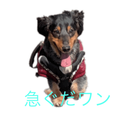[LINEスタンプ] 犬太⭐︎スタンプ