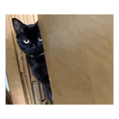 [LINEスタンプ] 猫乃会スタンプ1 