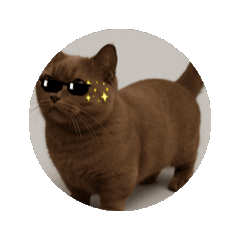 [LINEスタンプ] ただの猫スタンプ( 