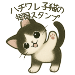 [LINEスタンプ] ハチワレ子猫の毎日スタンプ