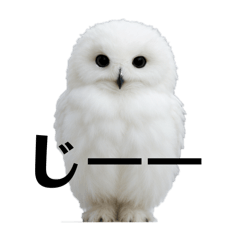 [LINEスタンプ] ふわふわ白フクロウの日常