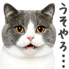 [LINEスタンプ] ネガティブな猫たちの一言