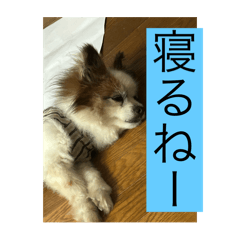 [LINEスタンプ] ジョイJOYあいさつスタンプ