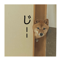 [LINEスタンプ] こむぎむこ