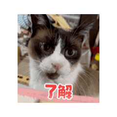 [LINEスタンプ] 動くたぬき猫 毎日使えるスタンプ2！ 