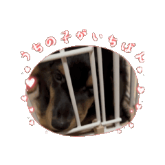 [LINEスタンプ] 犬太⭐︎スタンプII 