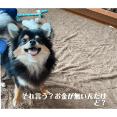 [LINEスタンプ] おもろい犬さん