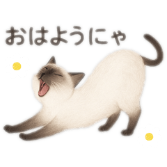 [LINEスタンプ] ずーっと使える♡シャム猫の日常会話